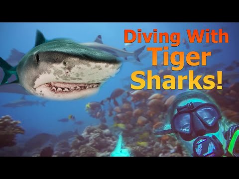 Surviving a TIGER SHARK! - S2:E53