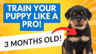 Train Your 3-Month-Old Puppy Like a Pro