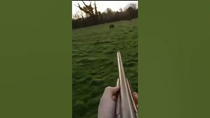 охота на кабана с точным выстрелом 🐗 #cinghiale #chasse #wildboar #охота #дикий кабан#hunting