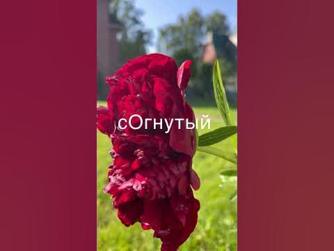 Как запомнить ударение в слове «согнутый»? #егэпорусскомуязыку # ...