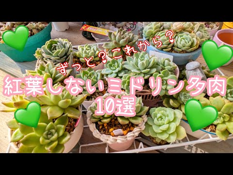 多肉植物の色変化はストレスがカギ！実践的な引き出し方を紹介
