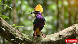 Top 20 Most Majestic Birds in the World to Soothe Your Soul 🌅   4K ASMR