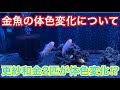 金魚の体色変化について【更紗和金2匹が体色変化⁉︎】