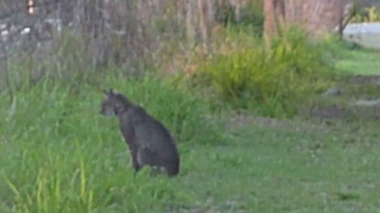 1 Of 6 Bobcat On Rabbit Marsh Run Dusk Circle B Bar Reserve Lakeland 02 14 14 Youtube