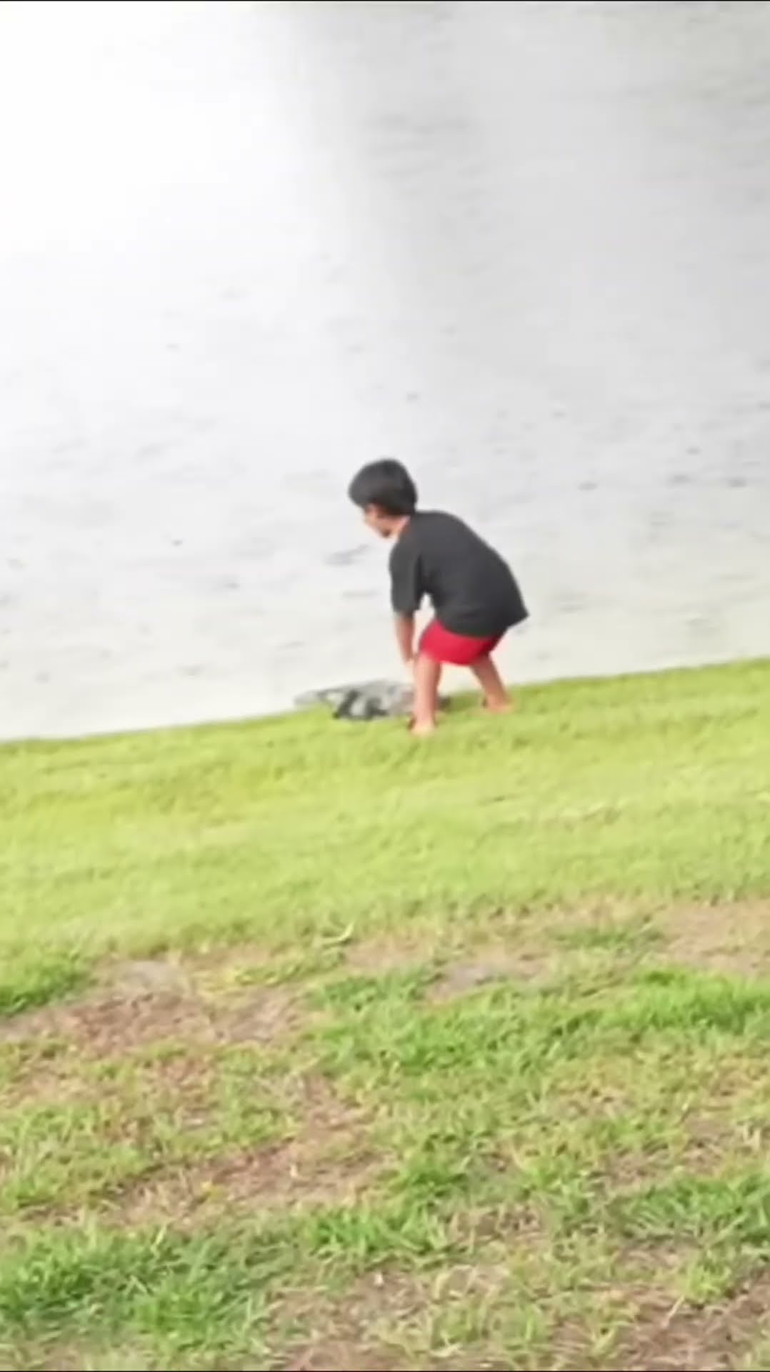 Son runs away from alligator #shorts