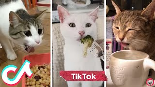 Funny Cats Reaction To Food And Bad Smells 🙀 Cats React To Spicy Food