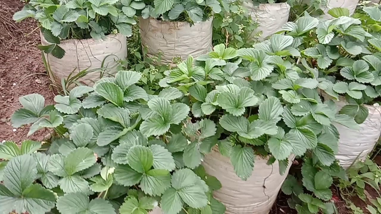 ngintip petani strawberry di Ciwidey.