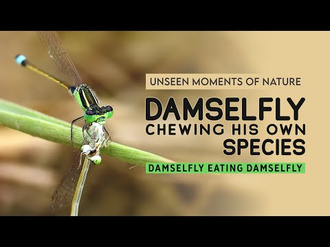 Damselfly Eating Damselfly || Unseen Moments of Nature