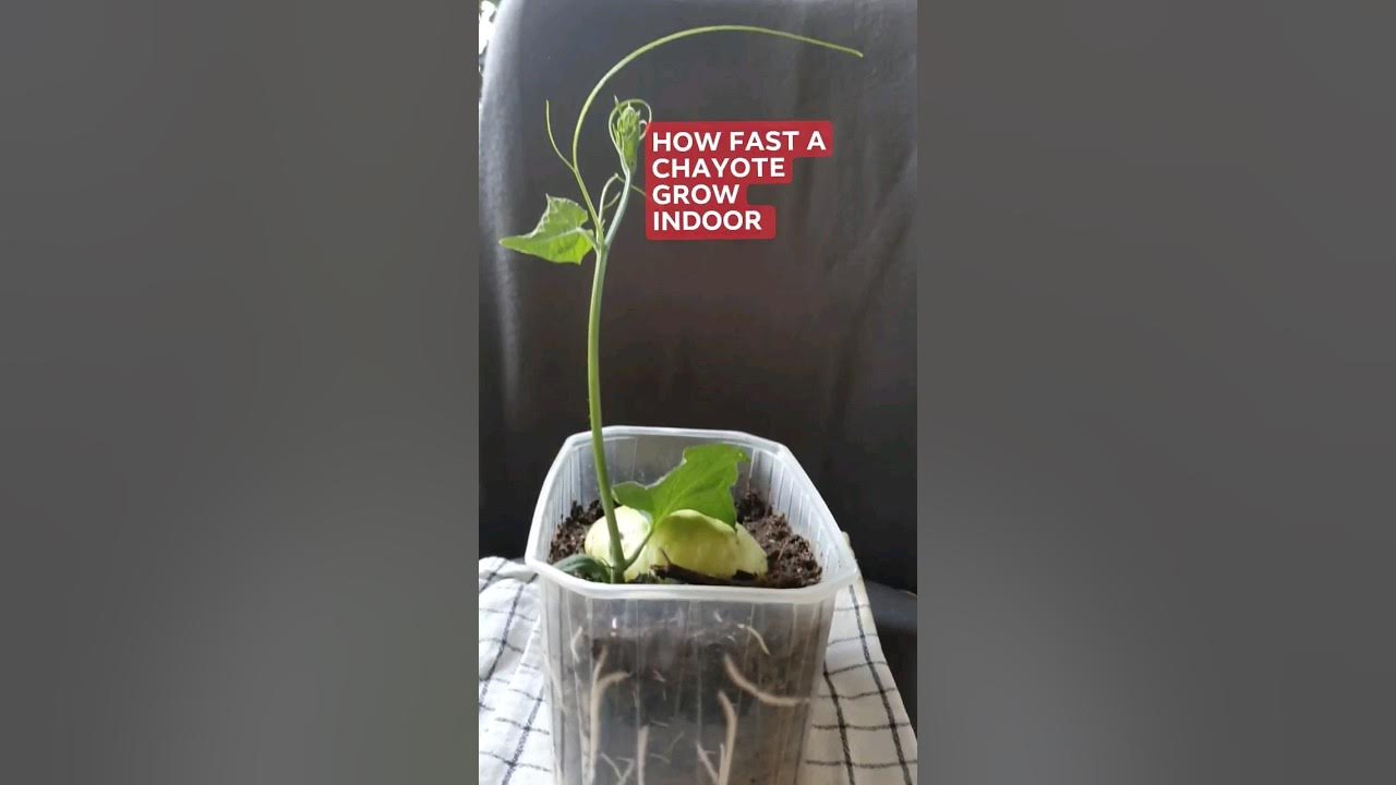 GROW CHAYOTE how to grow chayote how to grow chayote in container