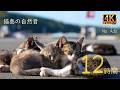 【猫島🐈️の猫と自然音 × 12時間 総集編・かぶりなし】猫島の癒し映像と環境音でリラックス！ | 4K Ultra HD / No Ads（途中広告なし）【作業用】
