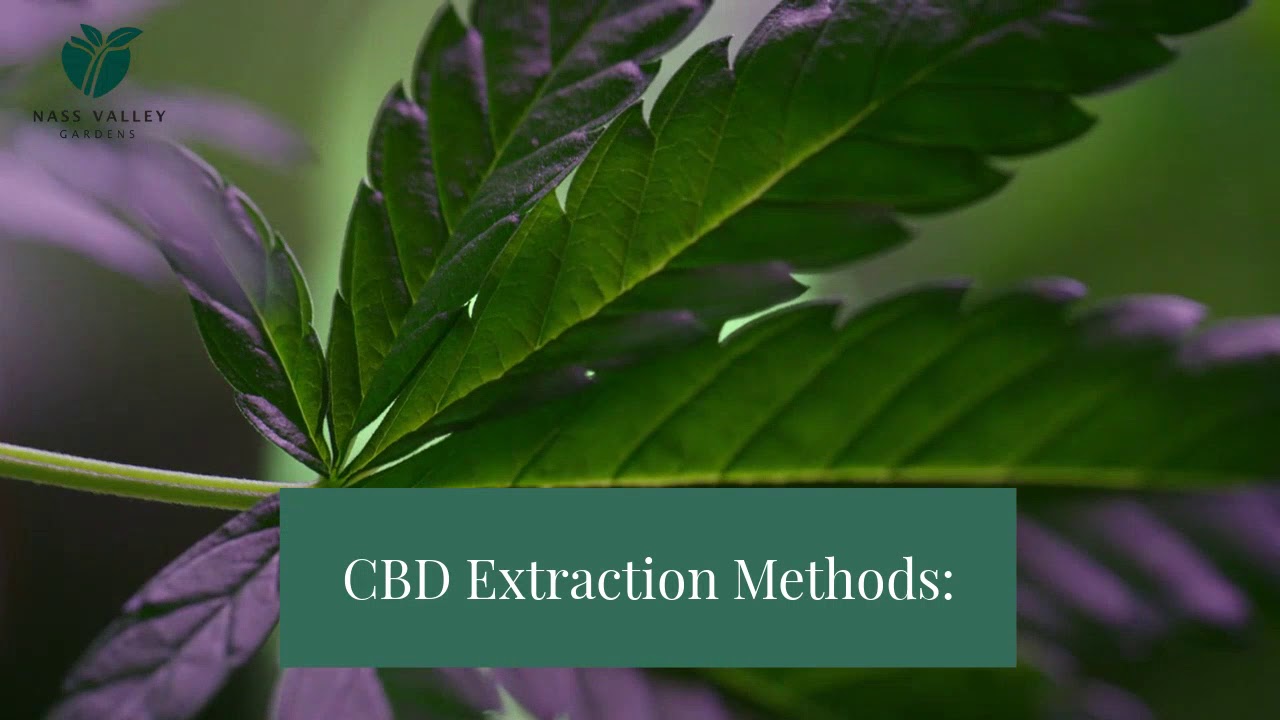 CBD Extraction Methods: How Is CBD Oil Made?