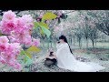 Another year of Cerasus blossom season, come to the pot Cerasus tea又是一年樱花季，来壶樱花茶吧|Liziqi channel