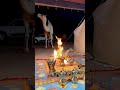 شيلة نـسج الخيال ادا نمر الجذع تصوير العبلة الحوميات شيلة نـسج الخيال ادا نمر الجذع تصوير العبلة الحوميات