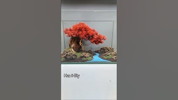 Tiểu cảnh cây bên suối trang trí cho bể cá #phukienthuysinh
