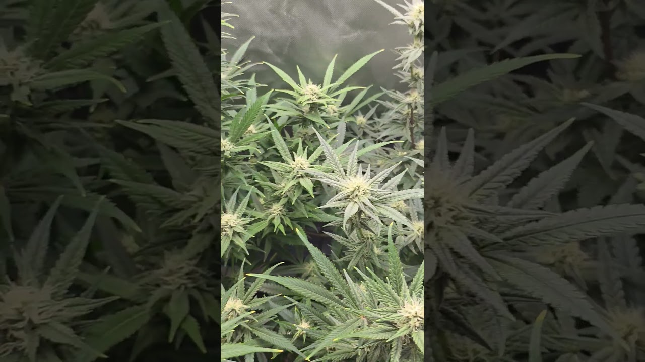 beautiful keep going ladies 