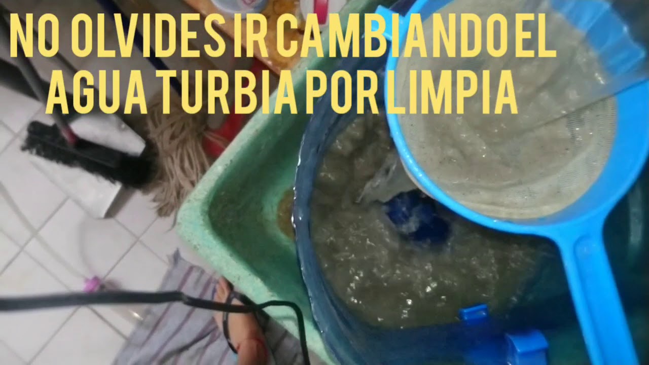 Como se limpia la arena de un acuario - TodoPez