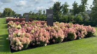 Hydrangea paniculata Living Milk& Honey®