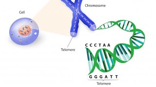 The science of cells that never get old | Elizabeth Blackburn