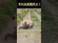 えっ…仲良しだった2匹が、突然ここまで本気でケンカする理由とは？