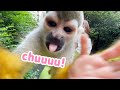 飼育員を好きすぎるリスザルは、こうなります。Squirrel monkey and lemur