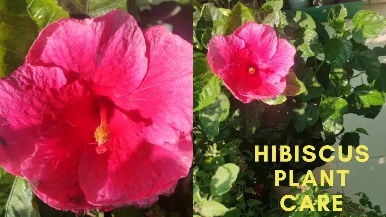 TIPS FOR GETTING MAXIMUM FLOWERING IN HIBISCUS PLANT HIBISCUS PLANT
