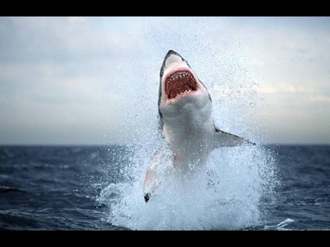 Τα είδη καρχαριών στην Ελλάδα!!!-Shark species in Greece!!!