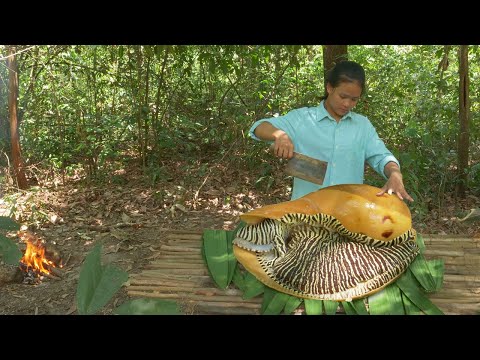 Video: Zijn slakken zeevoedsel?