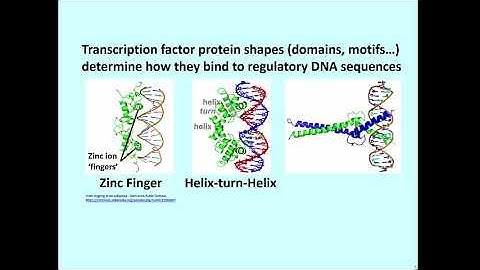 224-2 Transcription Factor Domains Motifs Bind Specific DNA Sequences