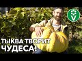 ЭТОГО ПРО ТЫКВУ ВЫ ЕЩЕ НЕ ЗНАЛИ! Невероятные свойства знакомого овоща!