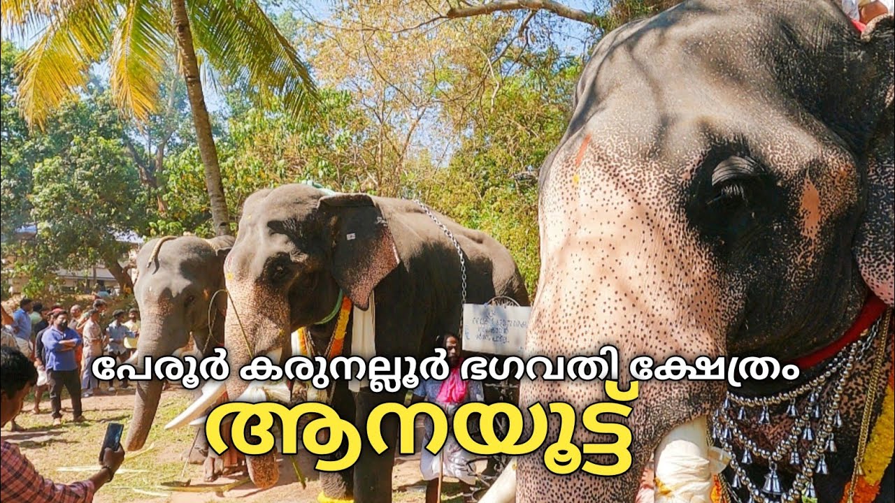 ആനയൂട്ട് പേരൂർ കരുനല്ലൂർ ഭഗവതി ക്ഷേത്രം(26/02/2023) | Anayoottu peroor karunalloor bhagavathi temple