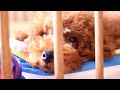 子犬の保護犬WASABIのケージ（ハウス）をDIY #2