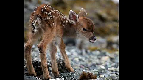 ericdoa - oh, you don't say?!! (original pitch)