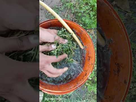 Salatalık domateste yaprak