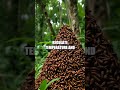 The Master Architects of the Rainforest