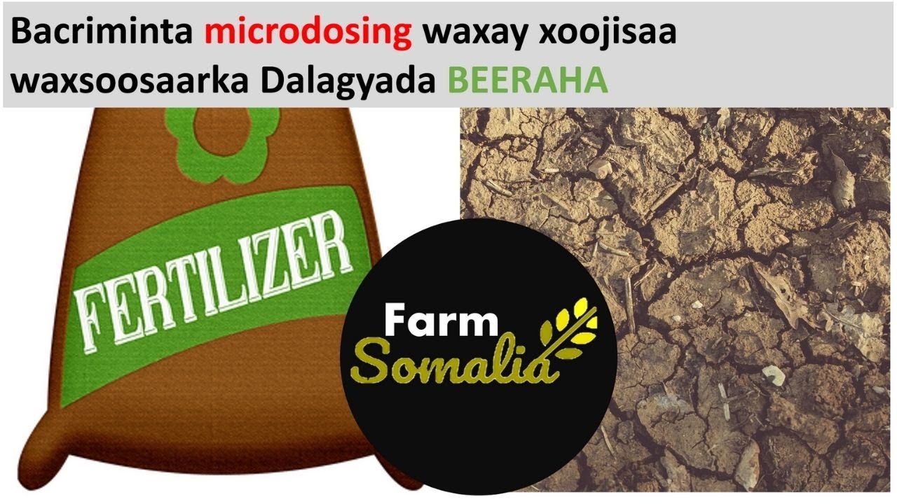 Bacriminta microdosing waxay xoojisaa waxsoosaarka Dalagyada Beeraha