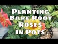 QVC Plant Mail Haul Unboxing Potting &amp; Update Bare Root Roses Planting Cottage Farms Roses Rio Samba