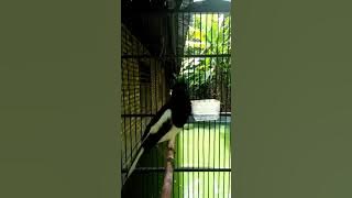 suara burung kacer beng-beng labura