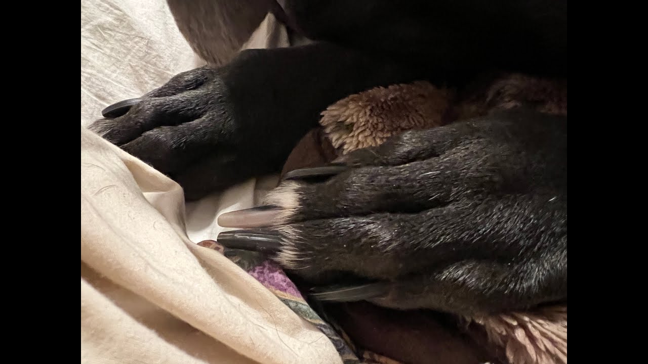 Great Dane Chews Toe Nails