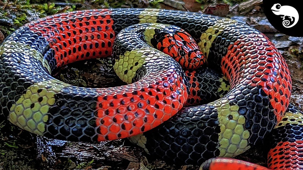 ☠️Red Touches Black = DEATH!☠️ 6 of the DEADLIEST Snakes in the   Rainforest 