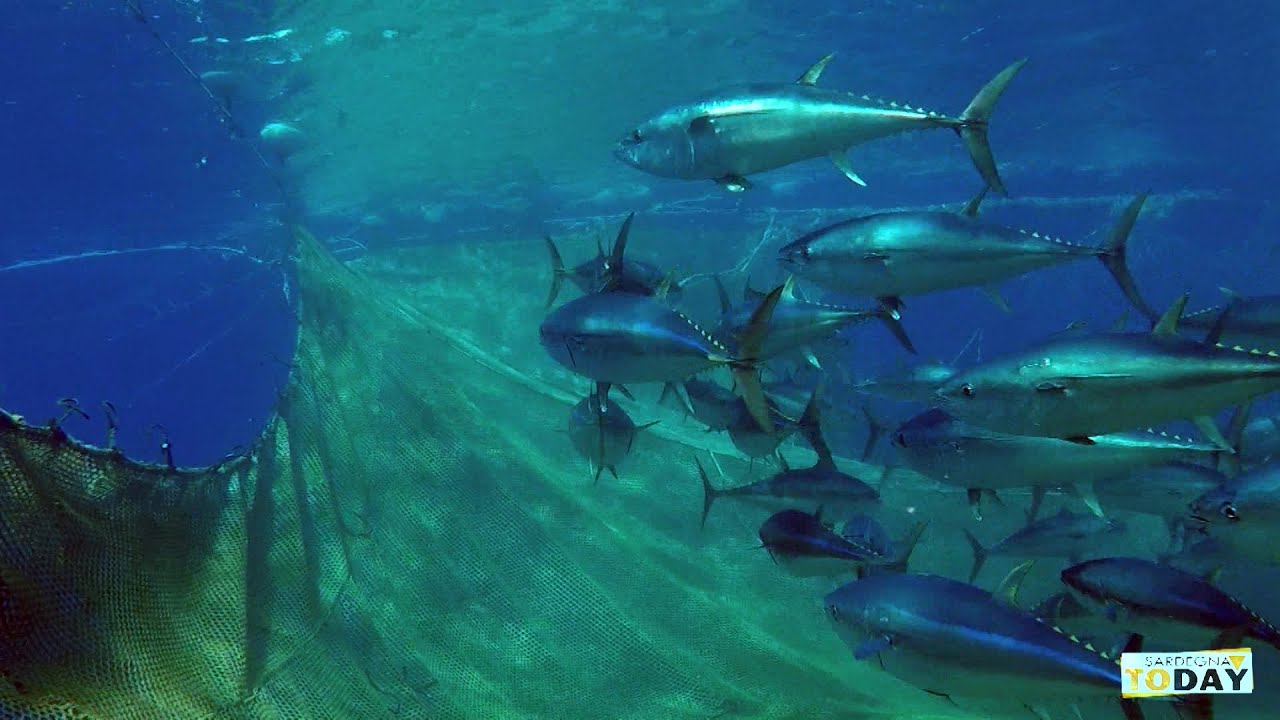 CARLOFORTE E LA MATTANZA: Alchimia tra storia e presente