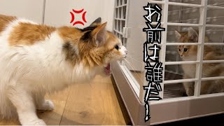 末っ子が初めての子猫とご対面したらこうなった…