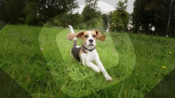 Animated Matte Overlays: Reveal your videos with style.