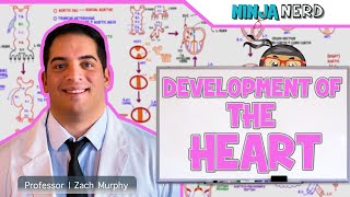 Embryology | Development of the Heart ❤