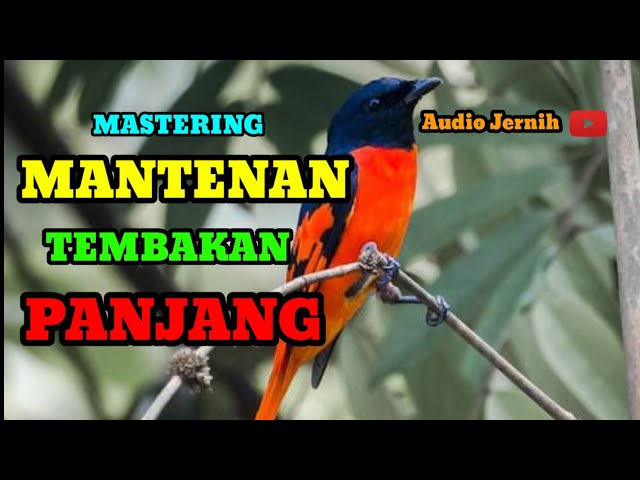 SUARA KRISTAL PANJANG MASTERAN MANTENAN GUNUNG/HIMALAYA class=