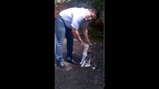 ADIESTRAMIENTO BASICO HUSKY SIBERIAN DE 3 MESES 'FUNNES'