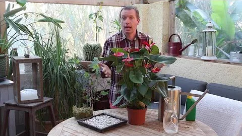 Comment soigner une plante langue de feu ?