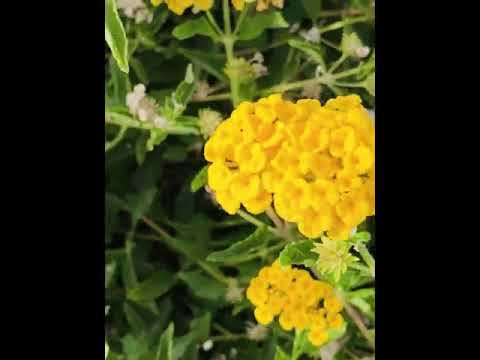 Flowers that Bloom in Summer