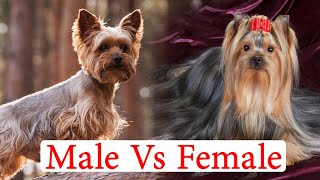 Male Vs Female Yorkshire Terrier in 2 Minutes: 6 Differences Between Them