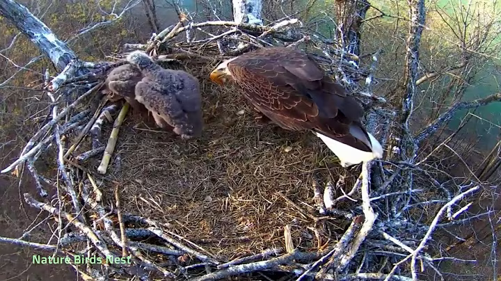 Ep#136 #baldeagle | Review mother bird brings food to feed her chicks | bird nest with nature life