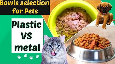 bowl selection for cats / Plastic vs Metal Dog Bowls: Which is Right for Your Needs? / Dr.Hira Saeed